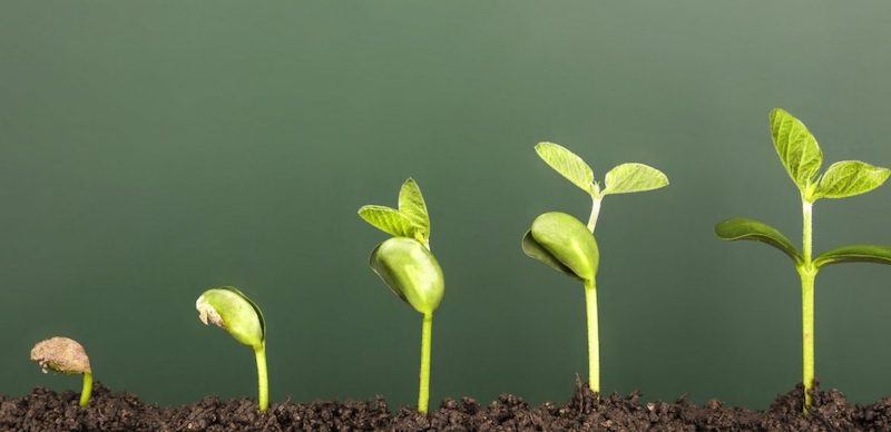 Growth header image